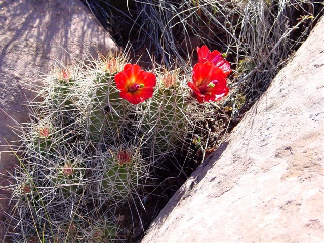 MoabFlowers (1270)